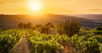 Vignoble dans le Chianti, en Toscane