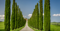 Une route bord&eacute;e de pins dans le Val d'Orcia.